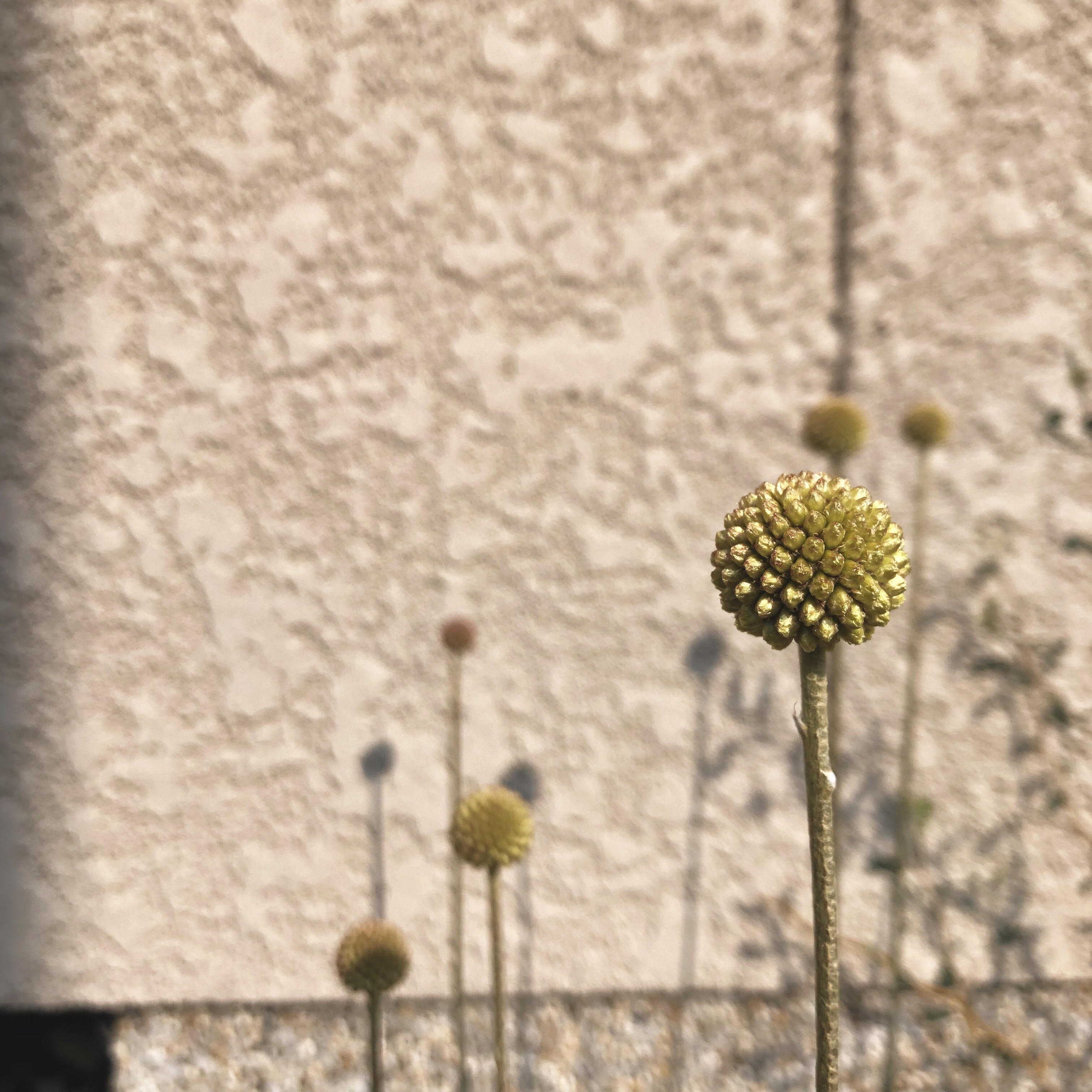 クラスペディアを摘む あんまんの家と庭