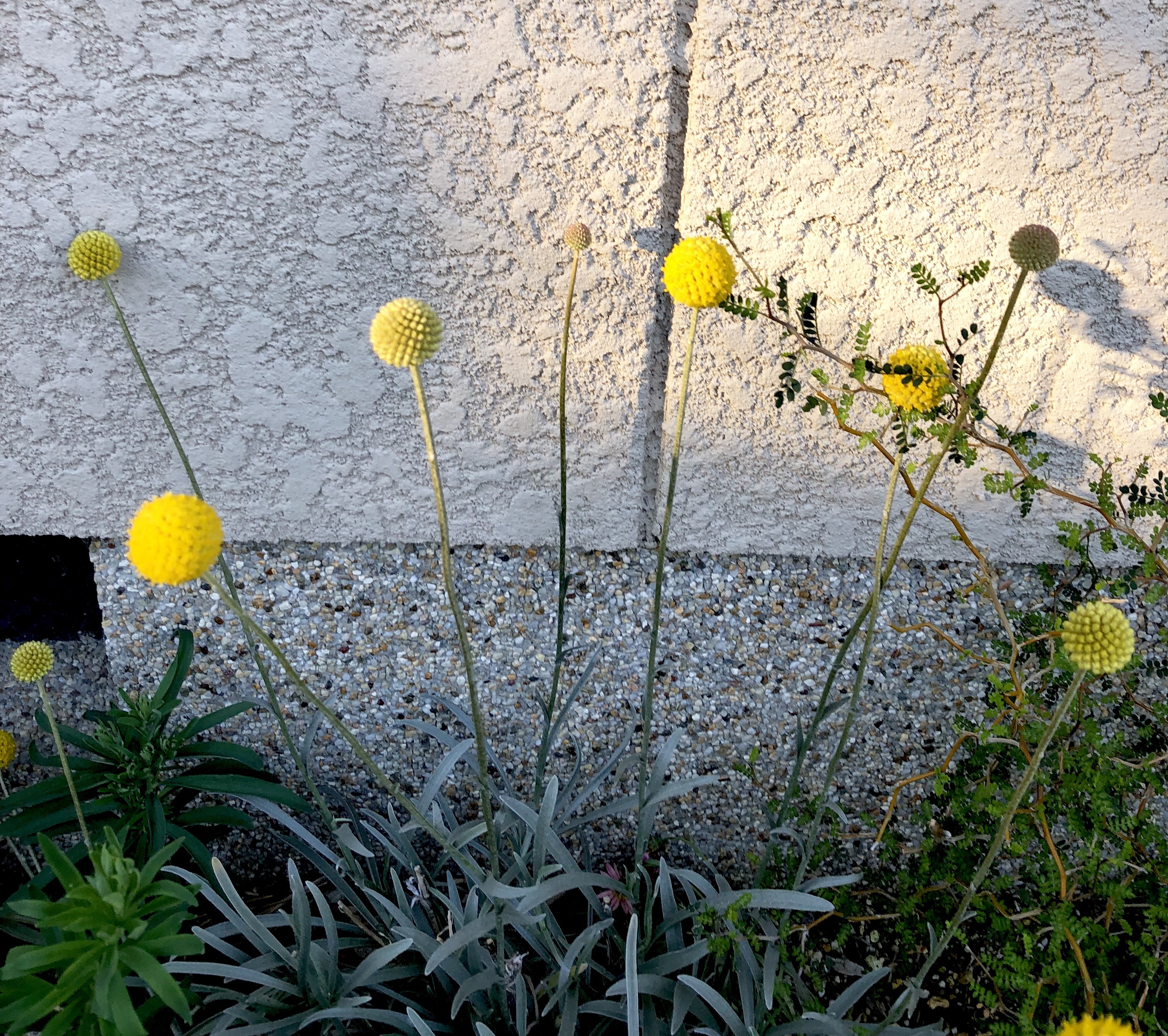 クラスペディアを摘む あんまんの家と庭