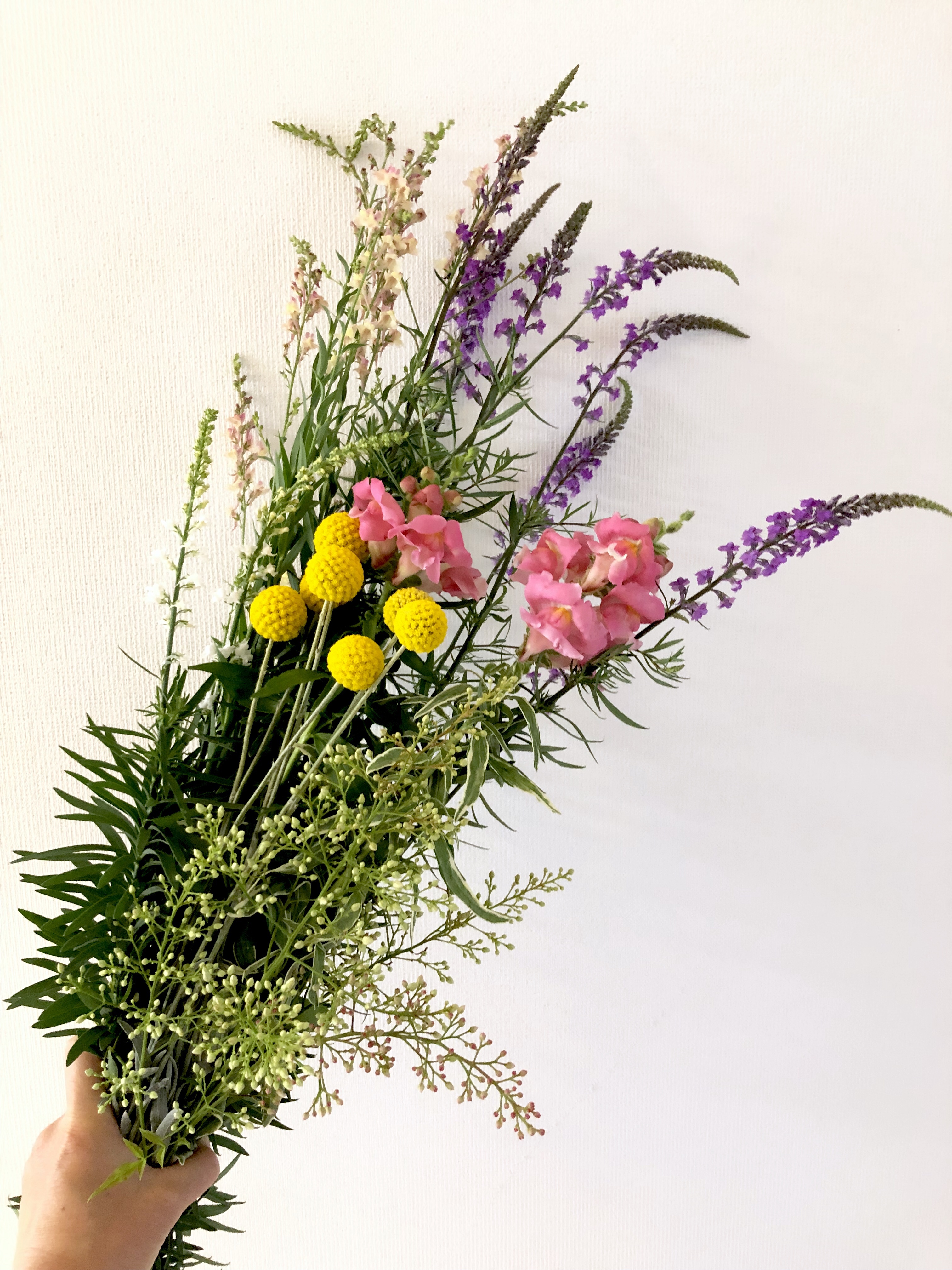 クラスペディアを摘む あんまんの家と庭