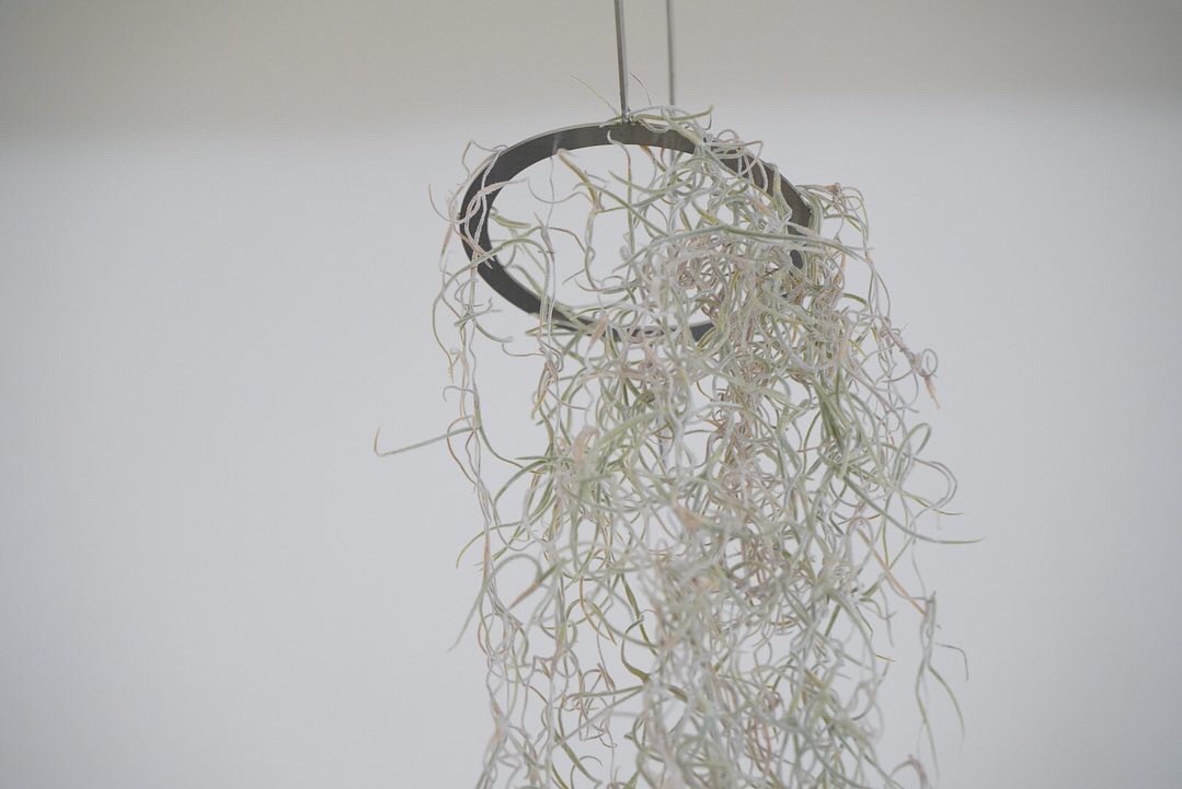 冬にウスネオイデスが枯れちゃう問題 あんまんの家と庭